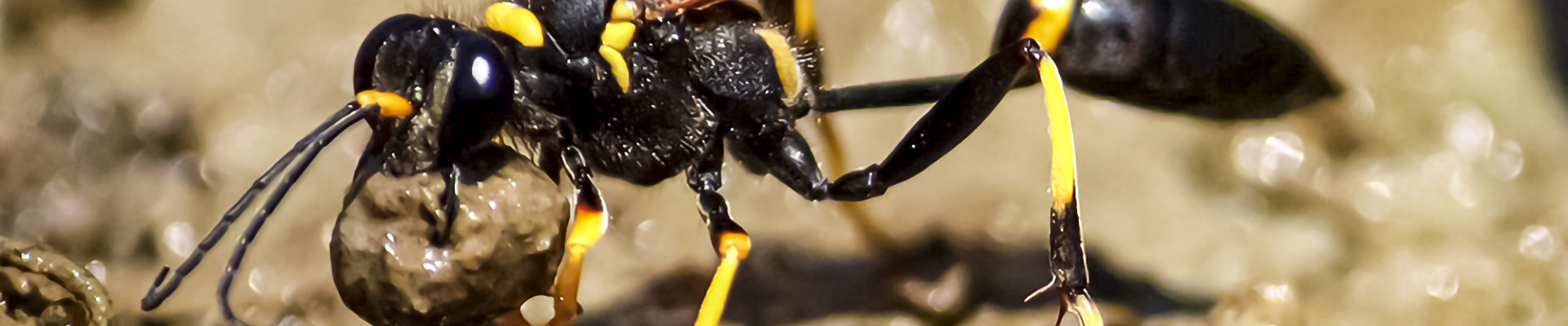 Mud Dauber Page Header