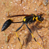 Mud Dauber