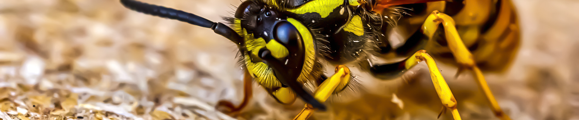 Yellow Jacket Page Header