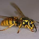 Yellow Jacket