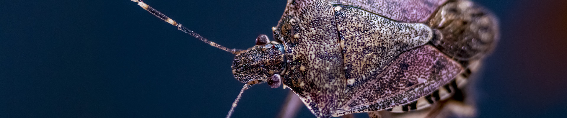 Mosquitos Page Header
