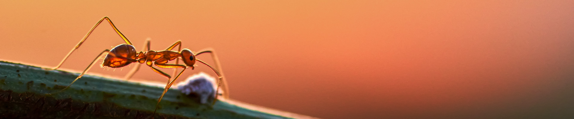 Ant on a stick at sunset
