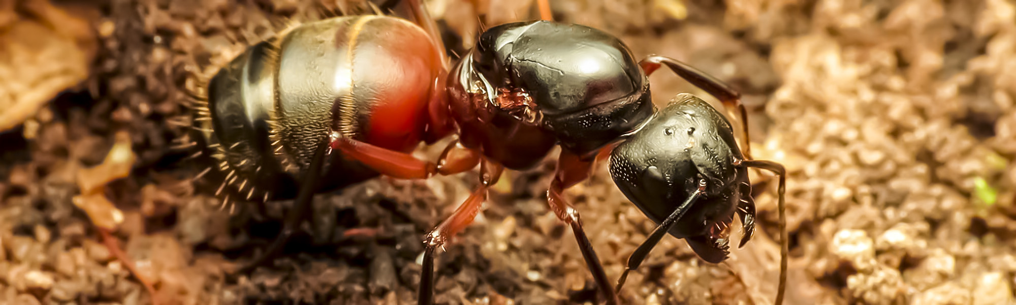 Carpenter Ant Page Header