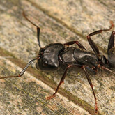 Carpenter Ant