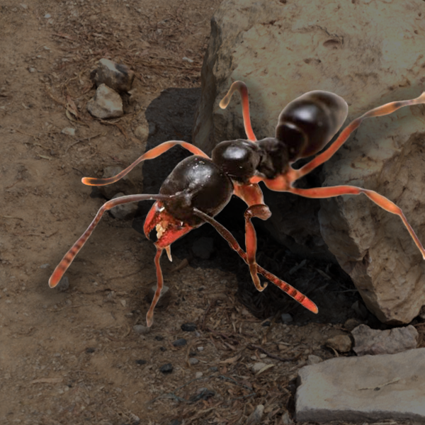 Asian Needle Ant