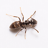 Odorous House Ant
