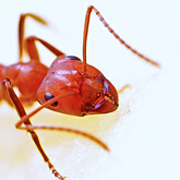 Pavement Ant