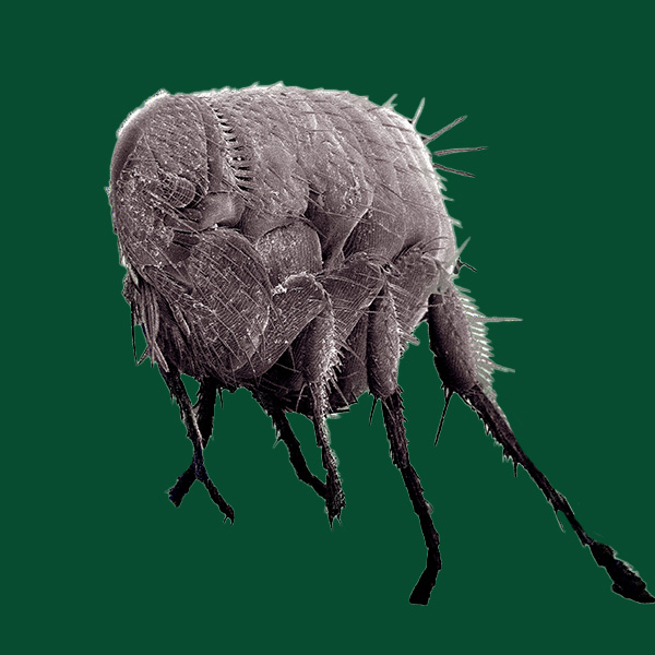 Fleas