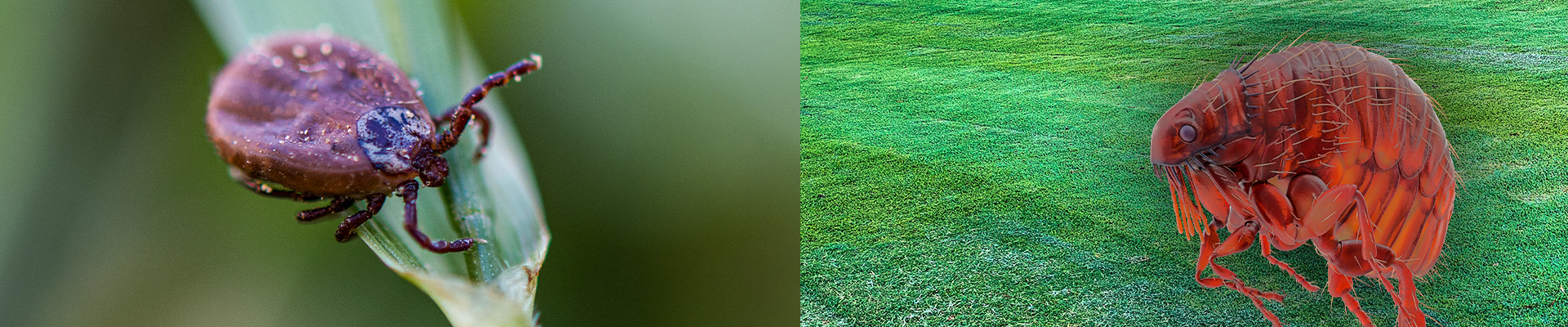 Flea/Tick Lawn Extermination Service Page Header