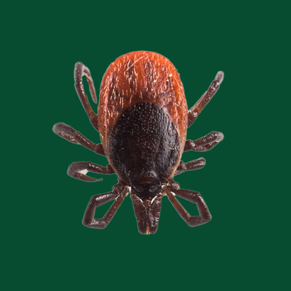 Tick