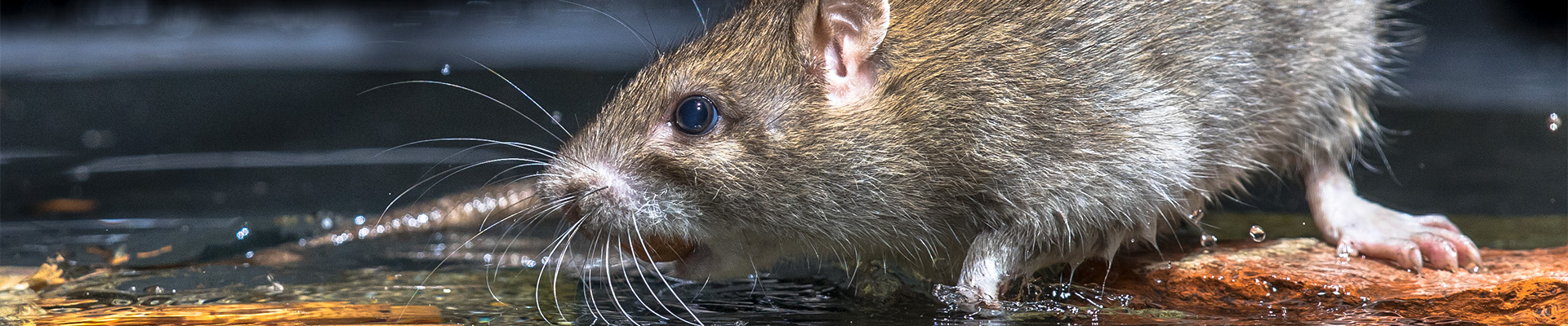 Rodent Control Page Header