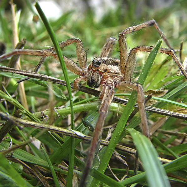 Spider in Grass